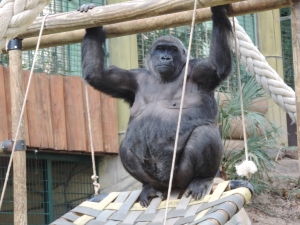 Gorille (32)
