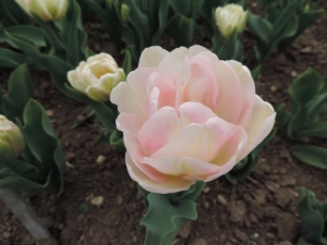 Tulipe Angelique (3)